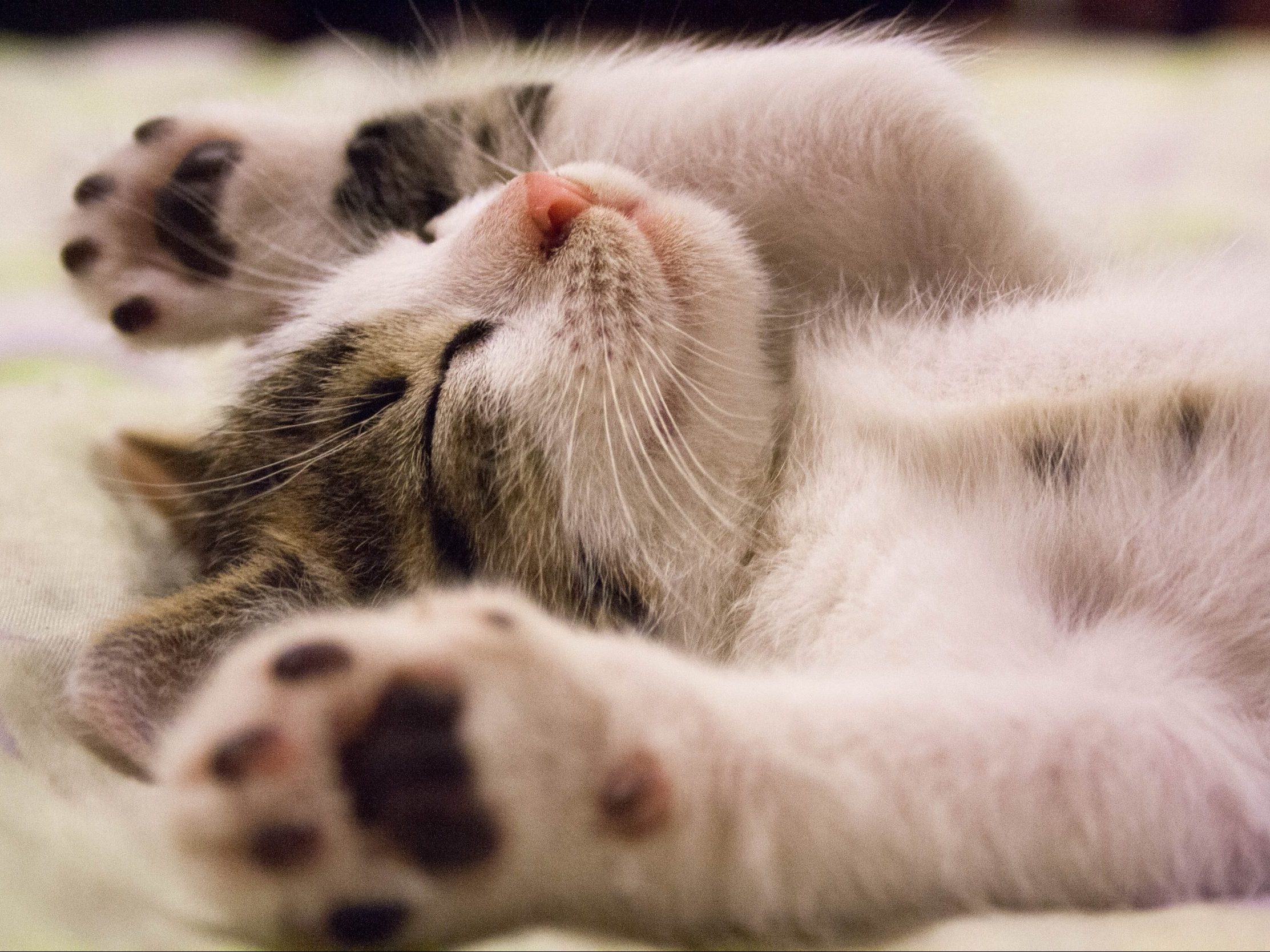 Serangan Meow – Penggodam Buang Beribu Pengkalan Data, Tinggalkan Perkataan Meow