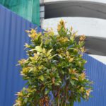 hasil gambar huawei p60 pro