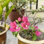potret p60 pro