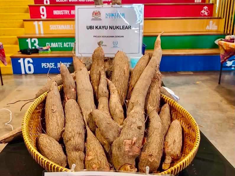 Baka Baharu Ubi Kayu Nuklear Matang Lebih Awal, Berpotensi Dikomersial Dalam Dua Tahun