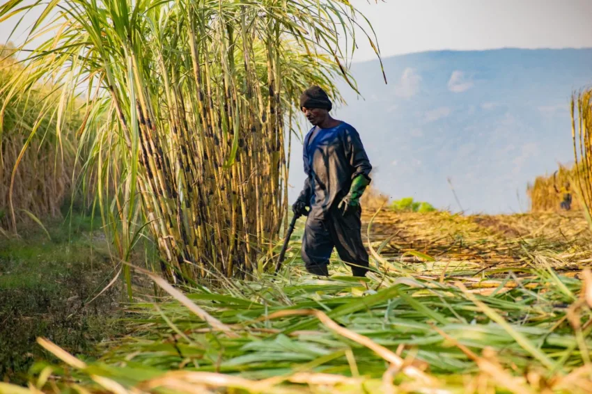 Indonesia Tingkatkan Pengeluaran Bahan Api Bio Daripada Tebu
